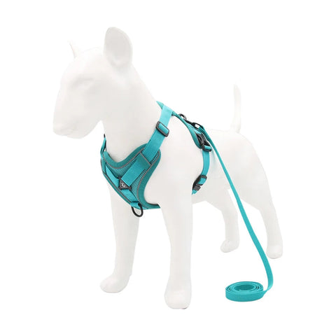 Turquoise harness and lead displayed on a dog mannequin