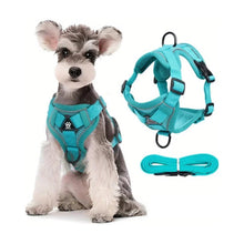 Dog wearing turquoise harness beside matching harness and lead
