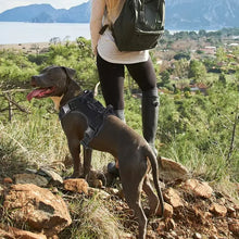 No Pull Harness for Pets, product photo 9 of 9