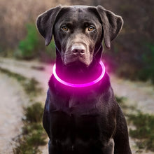 Pet Dog LED Light Collar in Pink