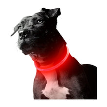 Pet Dog LED Light Collar on a white background