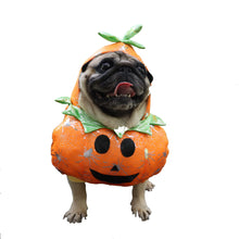 Dog wearing orange pumpkin costume for Halloween