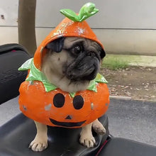 Dog wearing pumpkin Halloween costume outdoors