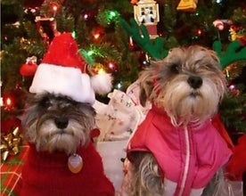 Santa Claus Inspired Hat for Pets, product photo 3 of 7