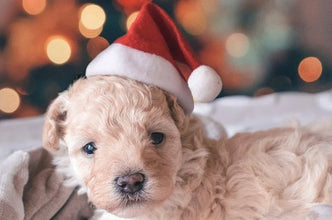 Santa Claus Inspired Hat for Pets, product photo 4 of 7