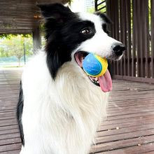black and white dog chewing a squeaky dog ball toy 
