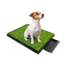 Dog sitting on a synthetic grass potty training tray