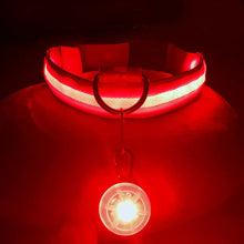 Alternate view of the USB Charging Glowing Dog Collar